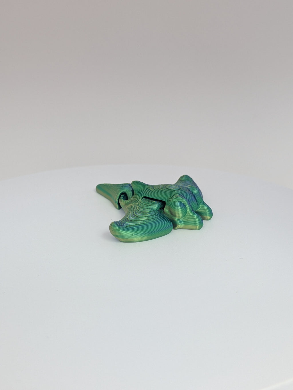 Manta ray Hatchling
