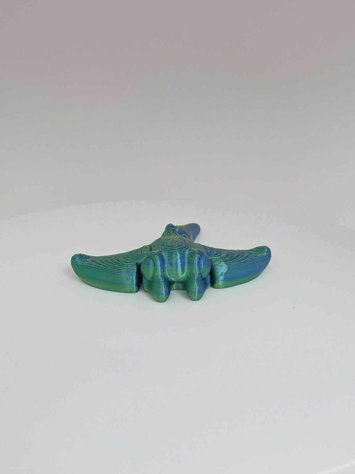 Manta ray Hatchling