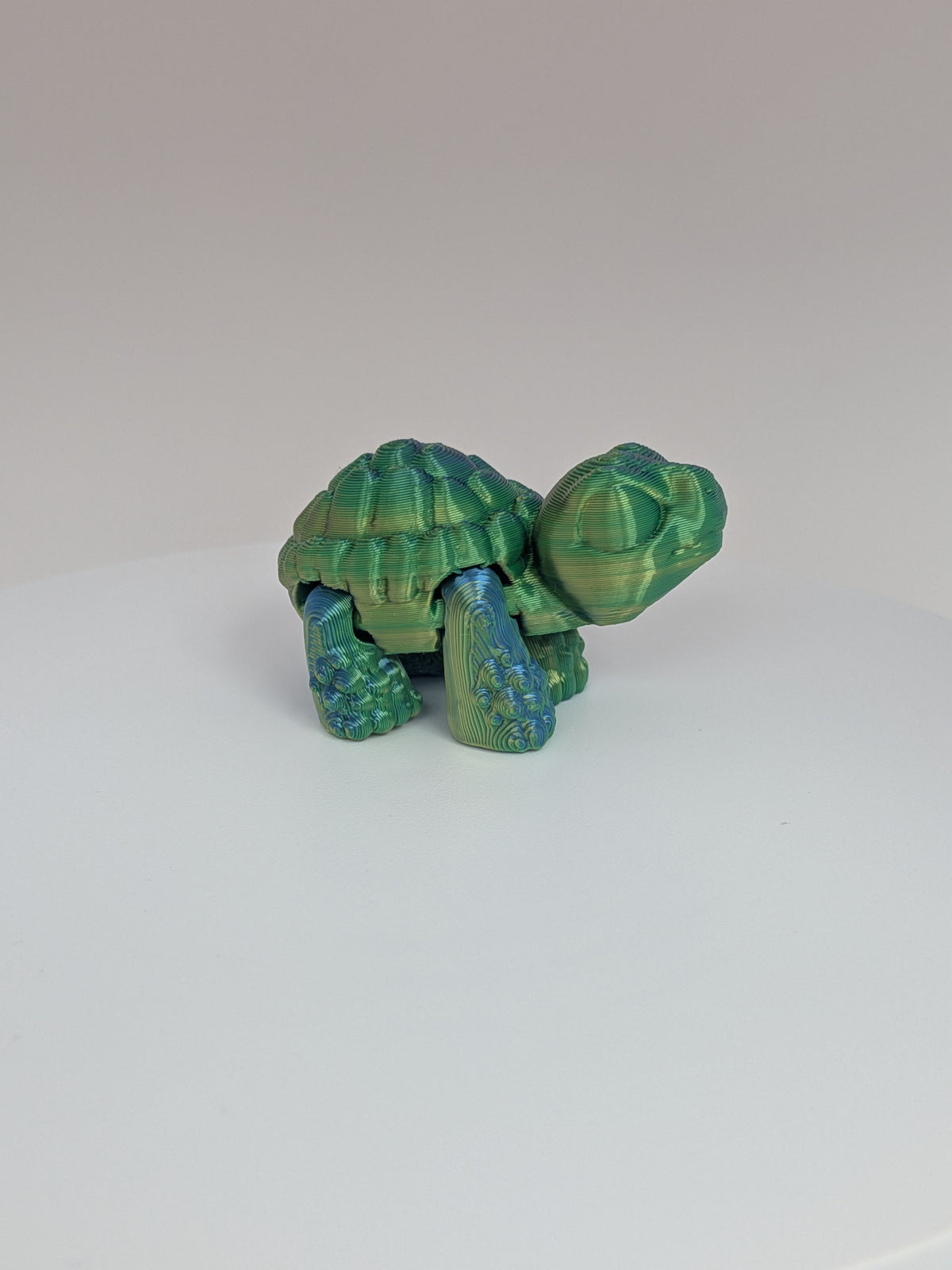 Tortoise Hatchling